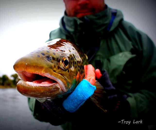 Angler testimonial using Stripping Guards